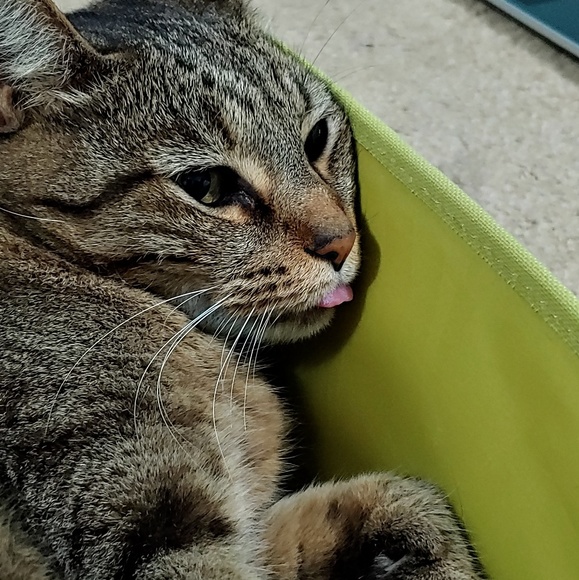 Dutch Bunny ๐ฐ Posh Ambassador - Picture 2 of 2